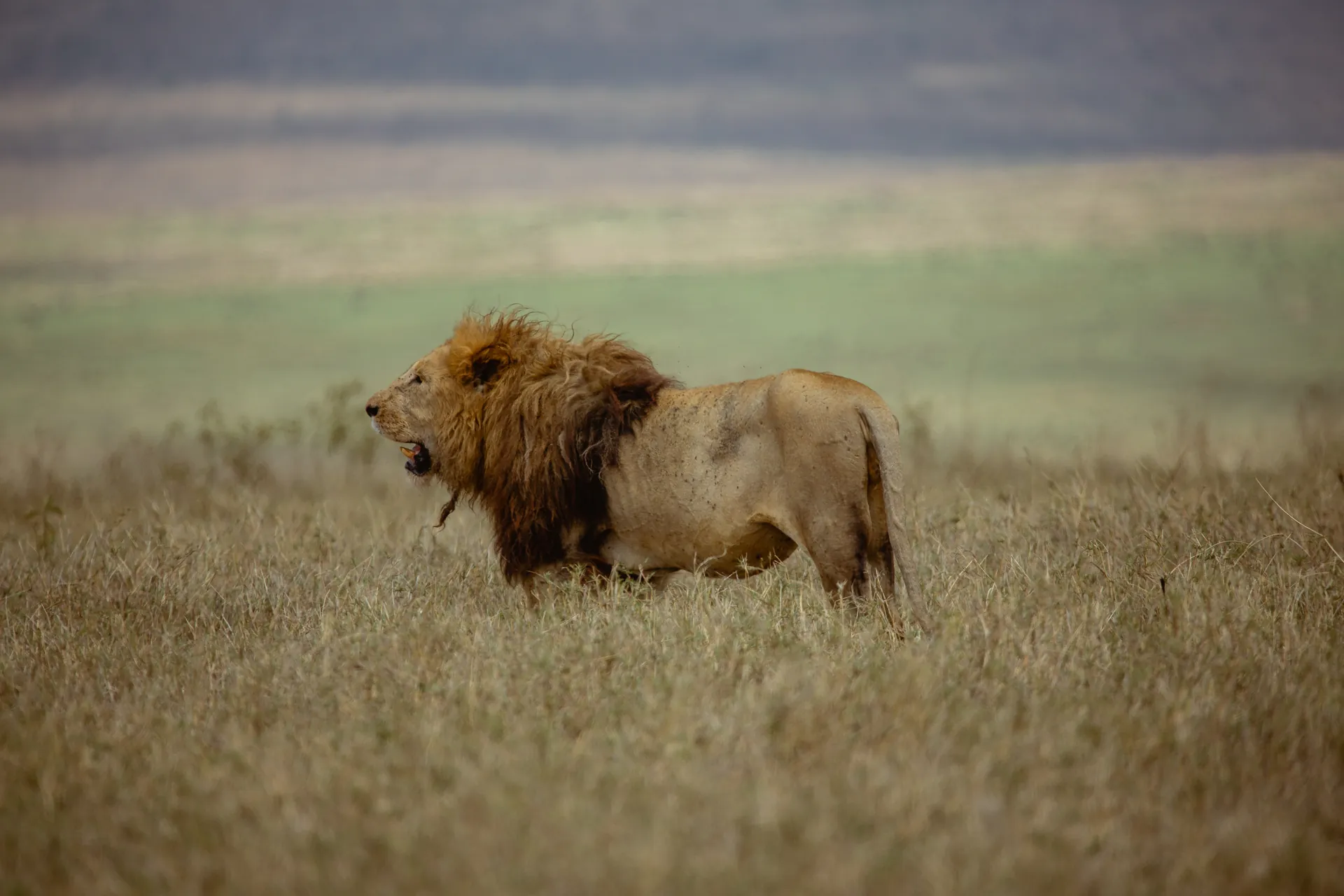 Lion in an East African safari landscape